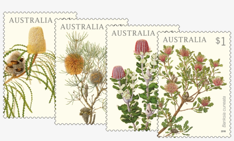 Set Of Banksias Stamps - Australian Postage Stamps 2018, transparent png download