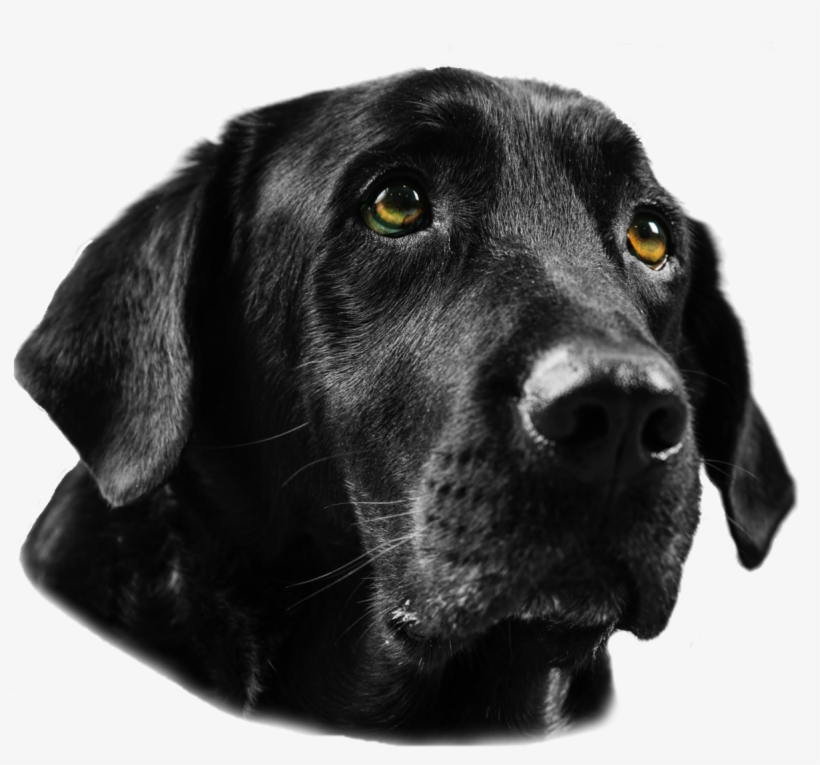 Black Lab Png, transparent png download