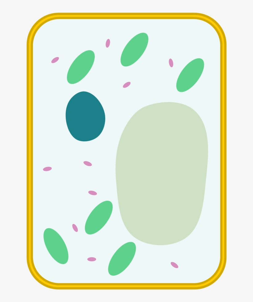 Location - Plant Cell, transparent png download