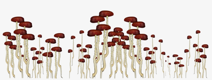 Date Palm - Lingzhi Mushroom, transparent png download