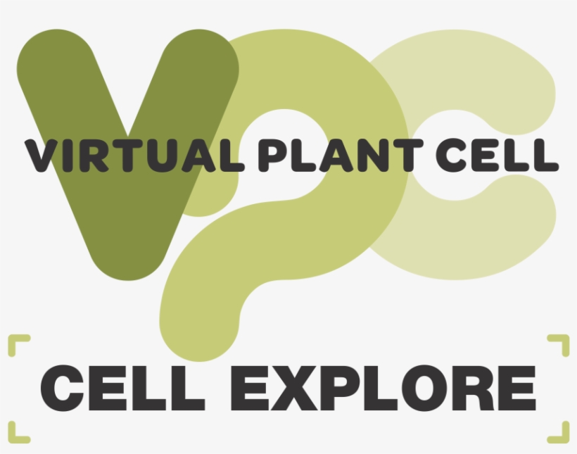 Explore And Learn About The Key Organelles And Structures, transparent png download