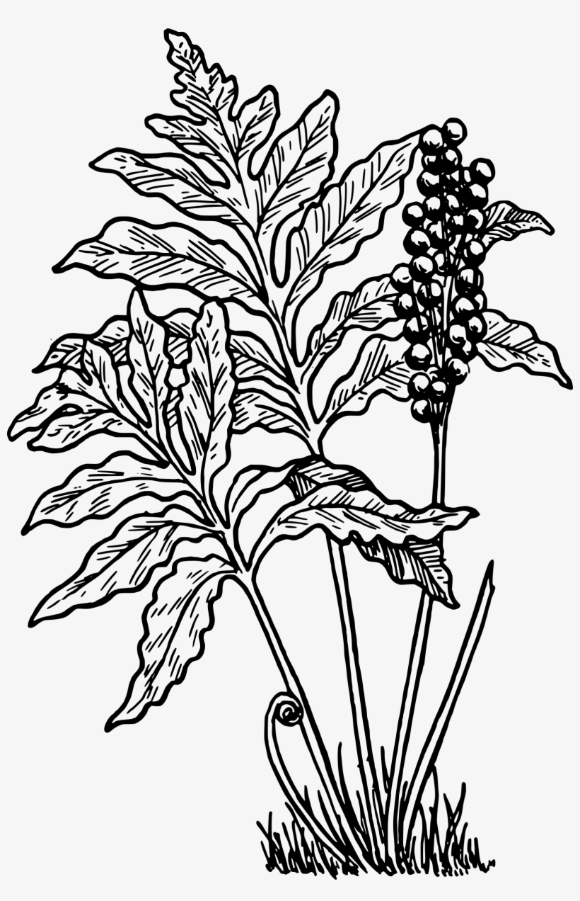 This Free Icons Png Design Of Fern 1, transparent png download