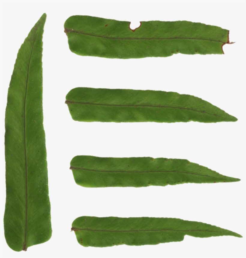 Fern Leaves - Hawkweed, transparent png download