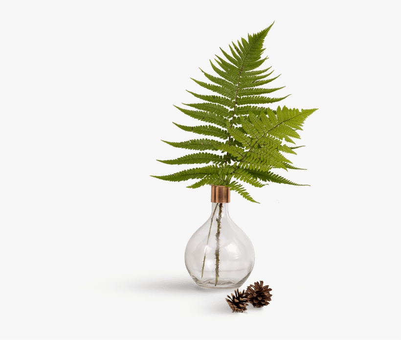 Thumbnail - Vase, transparent png download