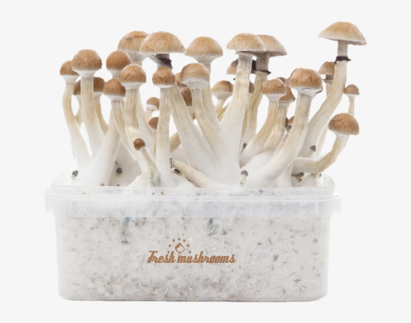 Thai Xp Kit De Cultivo De Setas Alucinógenas - Freshmushrooms Growkits, transparent png download
