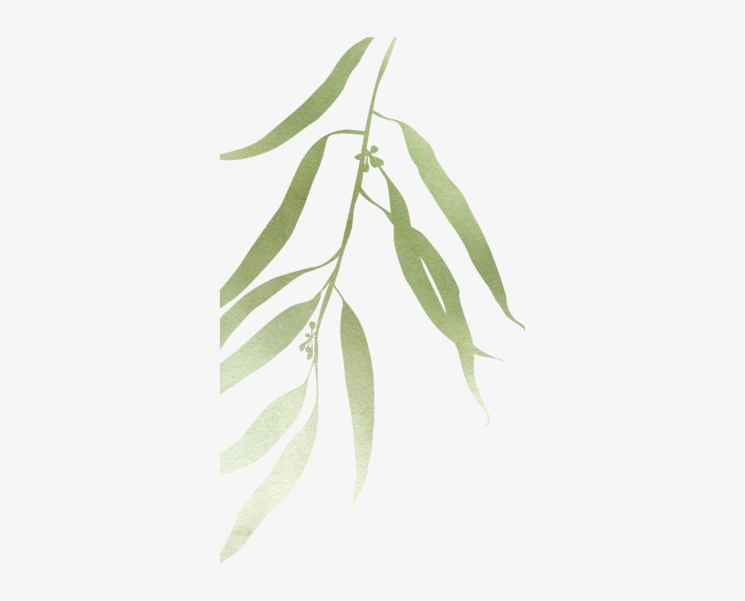Russian Olive, transparent png download