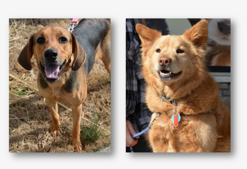 February 23, Adoption Fair, transparent png download