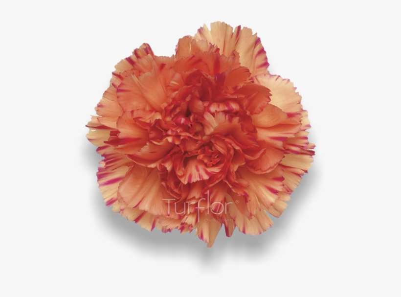 Lion King - Carnation, transparent png download
