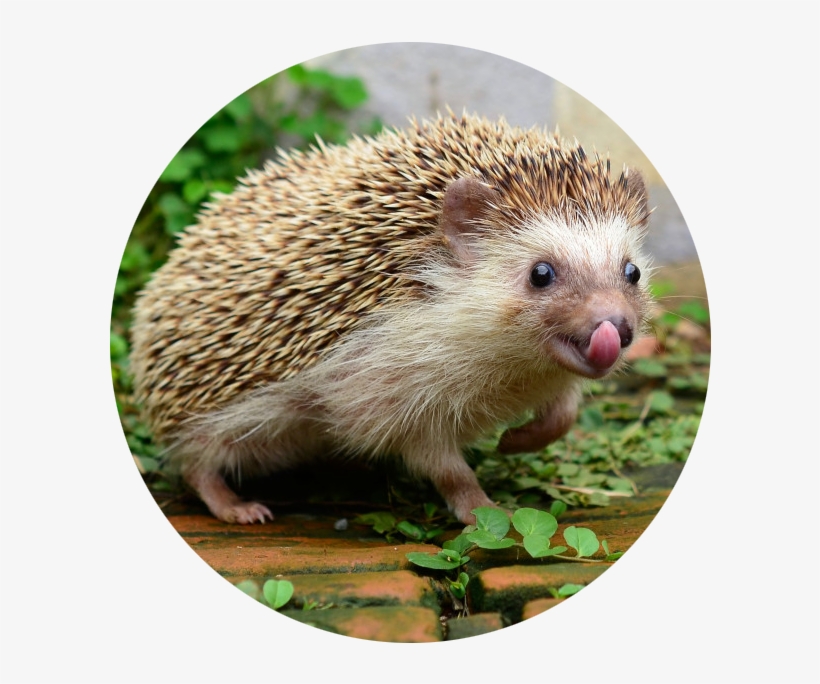If You Need A Quick Circle-based Picture To Use Just - Domesticated Hedgehog, transparent png download