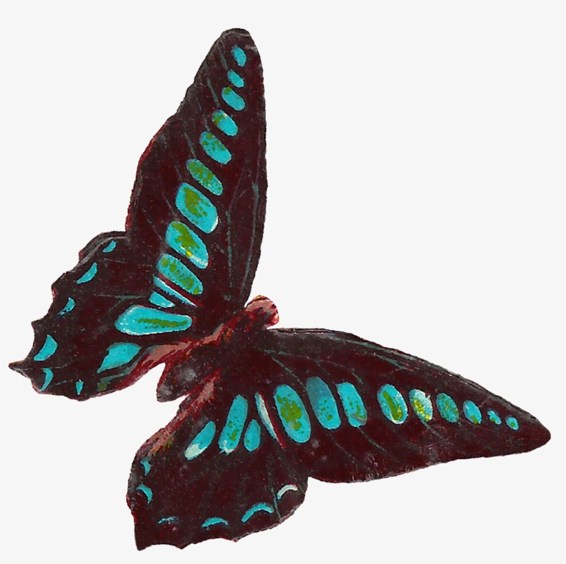 Digital Butterfly Moth Clip Art Downloads - Victorian Butterfly Clipart, transparent png download
