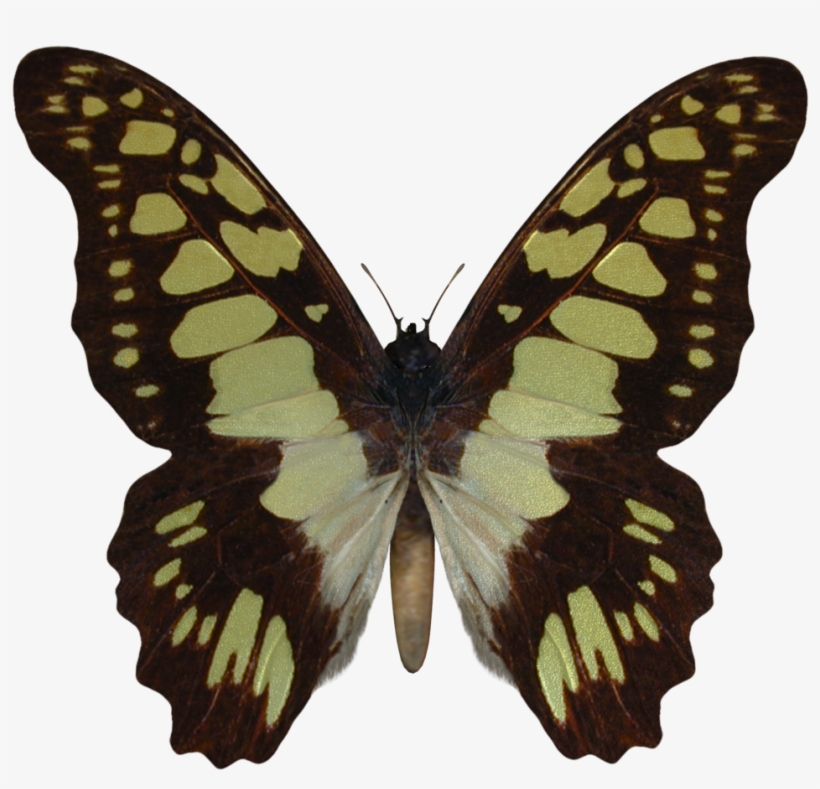 974kib, 1006x888, 146696357017703 - Butterfly Stock, transparent png download