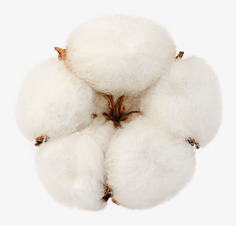 Native Organic Cotton - Onion, transparent png download