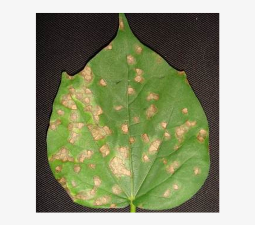 Symptoms Of Ramularia Areola Isolate No - Grey Mildew Of Cotton, transparent png download