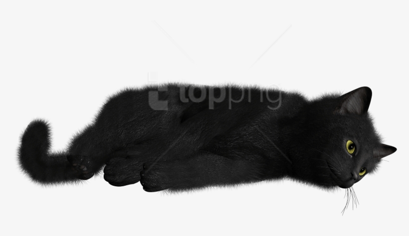 Free Png Download Cat Png Images Background Png Images - Cat, transparent png download
