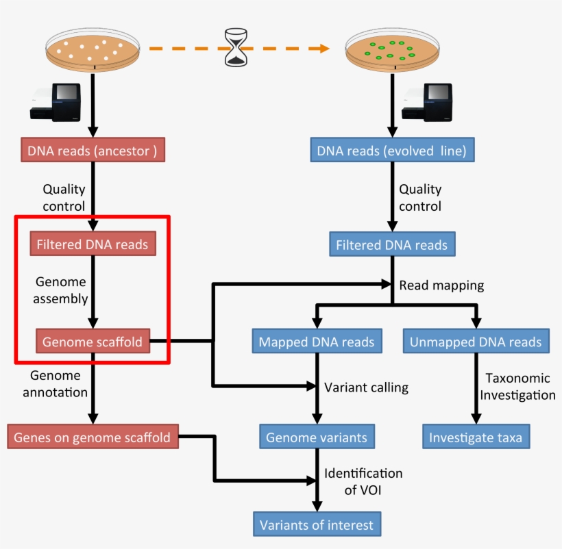 Images/workflow2 - Genome Annotation, transparent png download