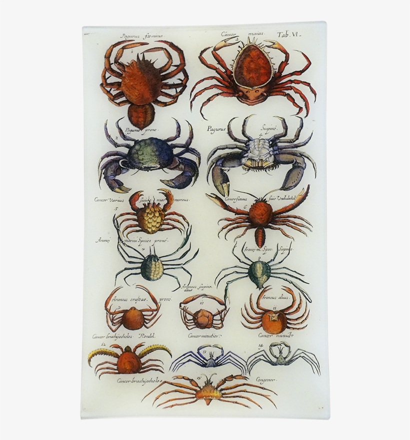 Crayfish, transparent png download