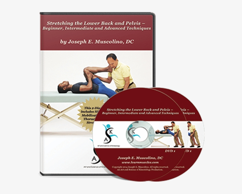 Stretching The Lower Back And Pelvis Beginner, Intermediate - Stretching Dvd, transparent png download