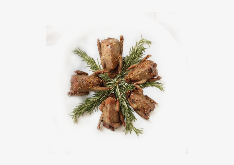 Quail Tree Free Download Png Hd Clipart - Oregon Pine, transparent png download