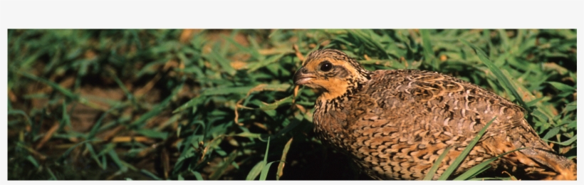 Site Designed & Hosted By Kanokla Design Studio - Pheasant, transparent png download