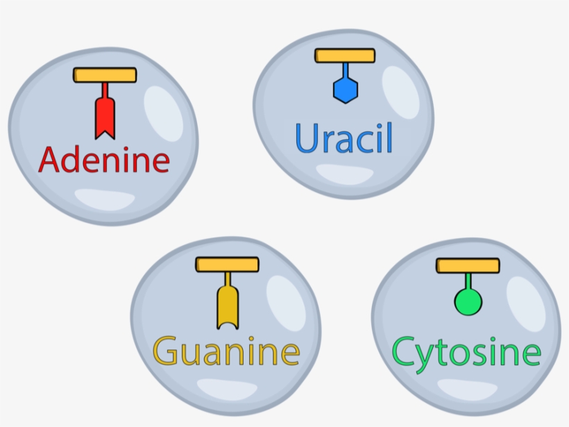 Genes Are Only A Part Of The Story - Circle, transparent png download