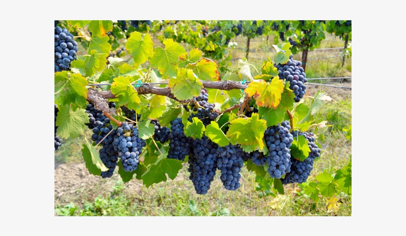 In 2002, Cox Vineyard Passed The Rigorous Ccof Standards - Seedless Fruit, transparent png download