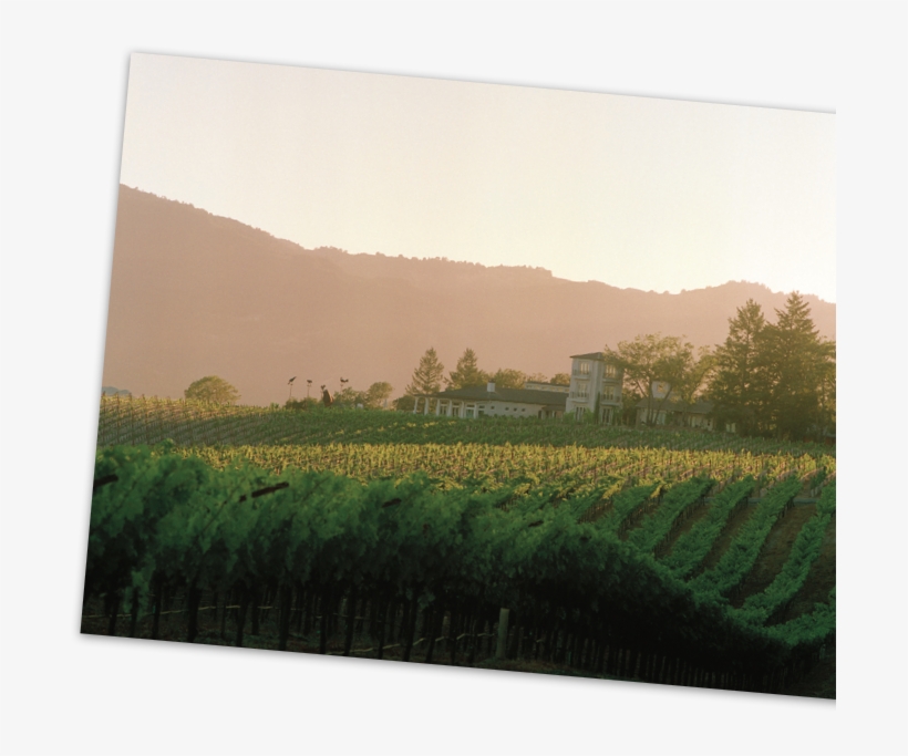 Sacrashe Vineyard, The Halls' First Napa Valley Vineyard, - Field, transparent png download