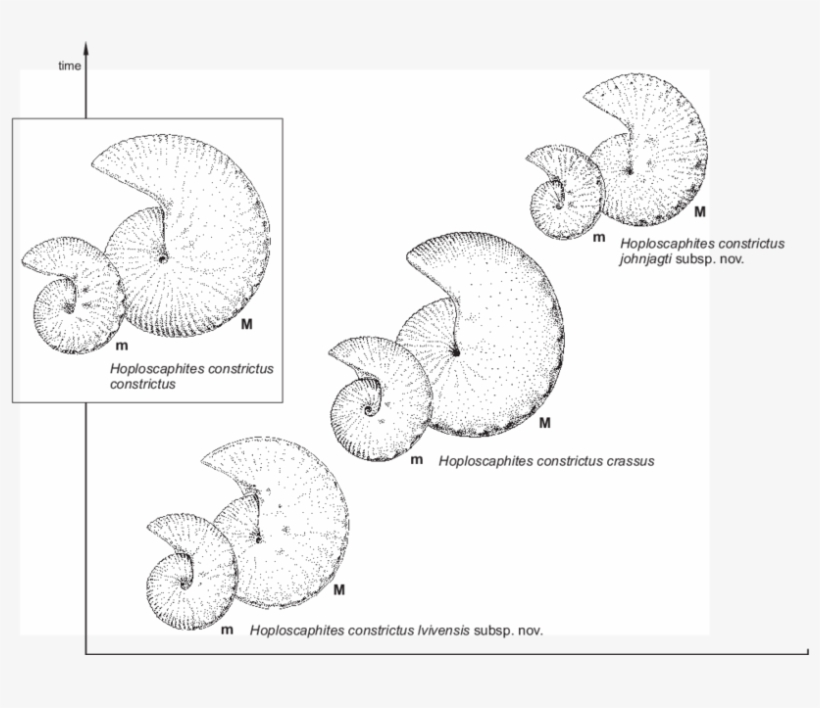 Paper And Sheets For - Line Art, transparent png download