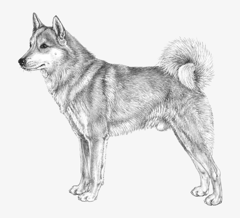 West Siberian Laika - Västsibirisk Laika, transparent png download