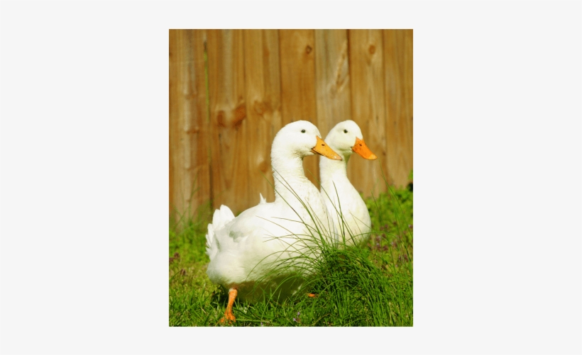 Pet Ducks, transparent png download