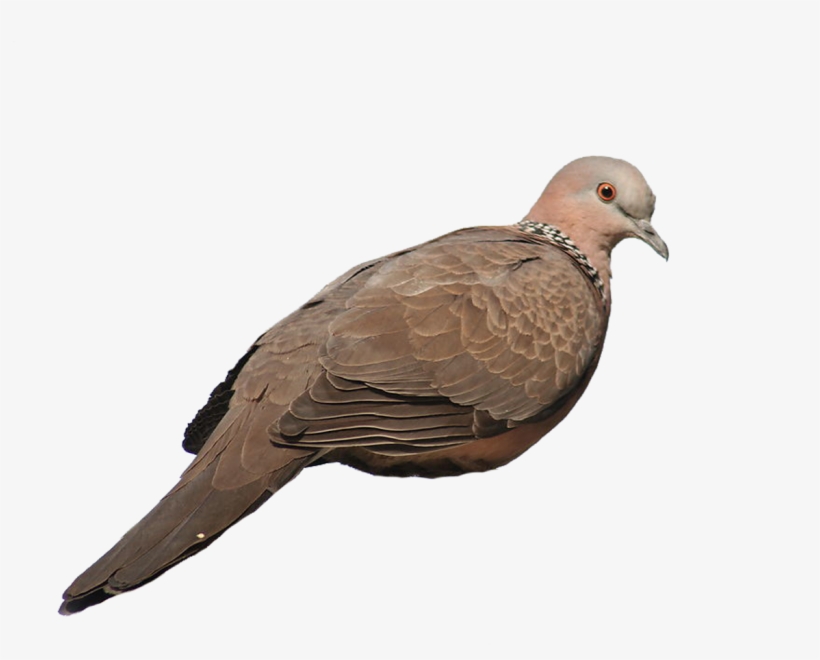Rock Homing Pigeon Stock Columbidae Gray Galliformes - Pigeons And Doves, transparent png download