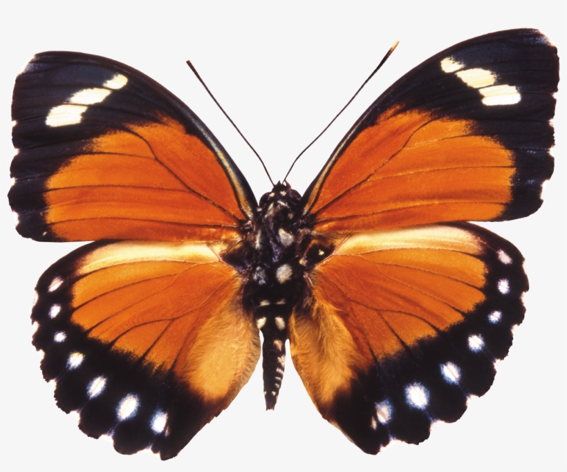 Butterfly - Stock Photo Moth Transparent Background, transparent png download