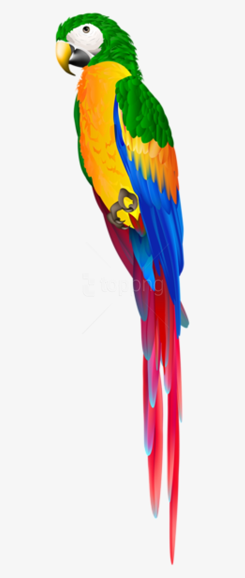 Free Png Download Parrot Green Png Images Background - Parrot Images In Png, transparent png download