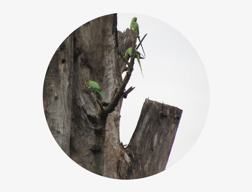 Share - Tree Stump, transparent png download