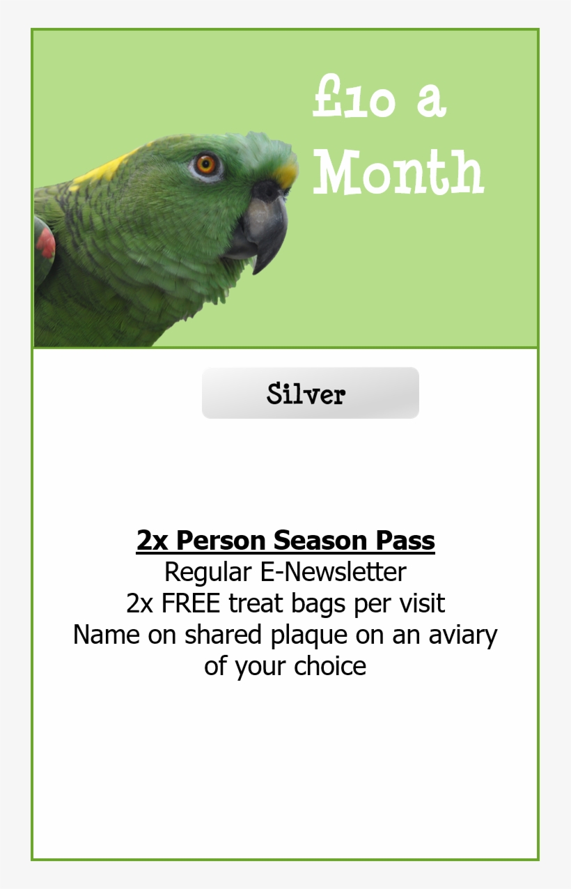 Print Out Your Form Now - Parakeet, transparent png download