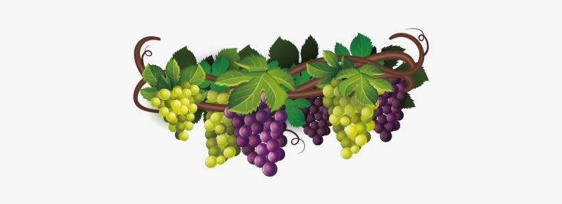 Hand Painted Purple Grapes - De Raisin Png, transparent png download