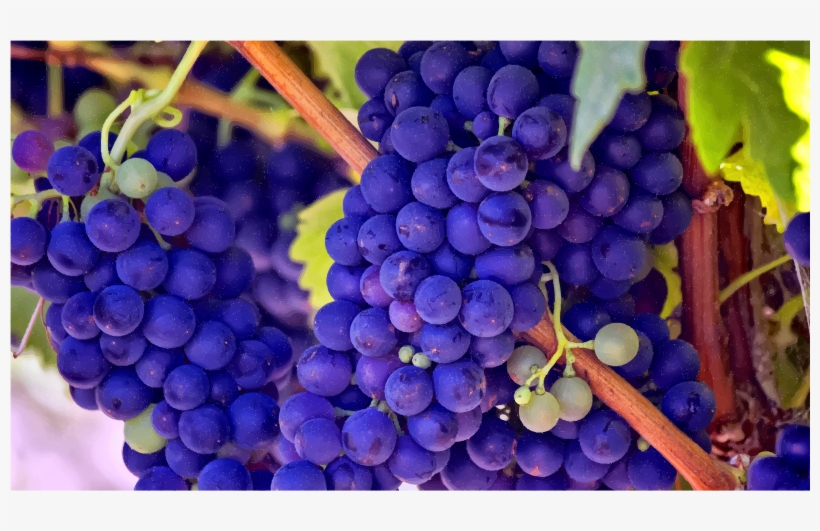 Medium Image - Grapes In The Bible Mean, transparent png download