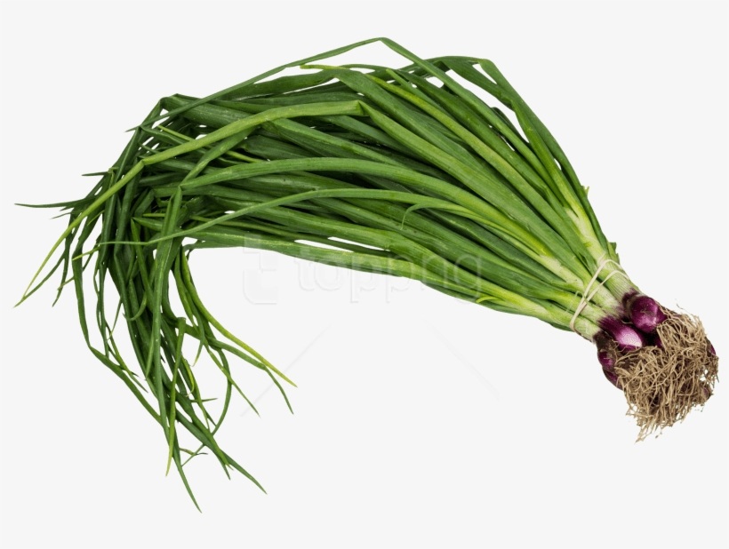 Free Png Scallion Spring Onion Png Images Transparent - Spring Onion Png, transparent png download