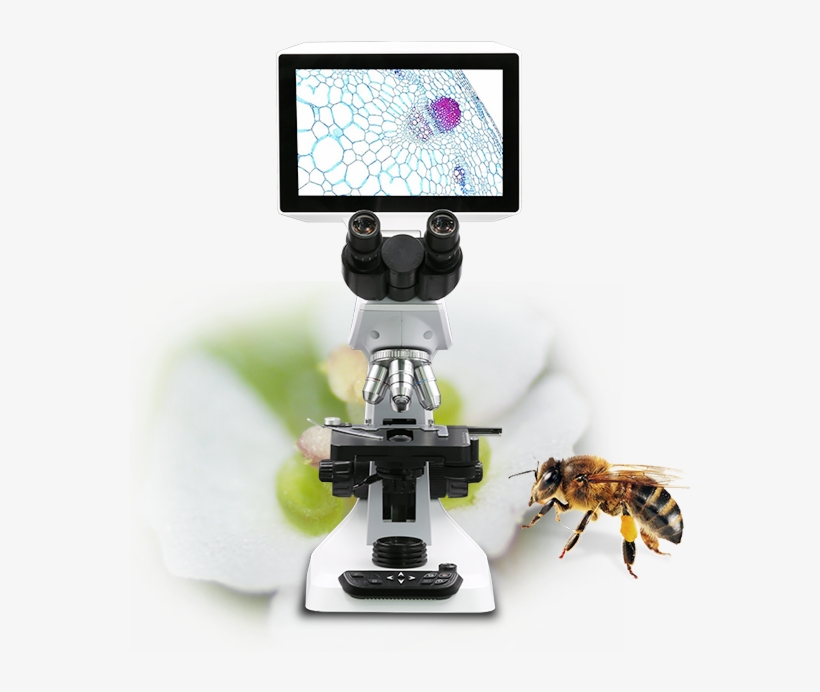 Gx Microscopes' New As Series Unique Digital Lcd Microscopes - Honeybee, transparent png download