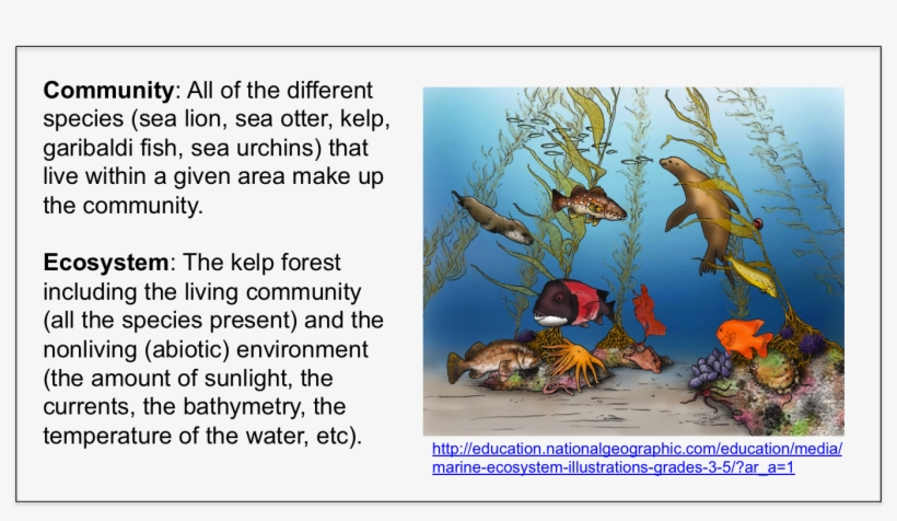 Within An Ecosystem, All Organisms Function Together - Marine Biology, transparent png download