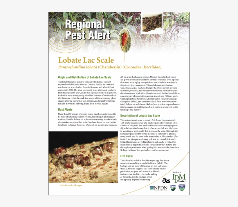 Brochure, transparent png download