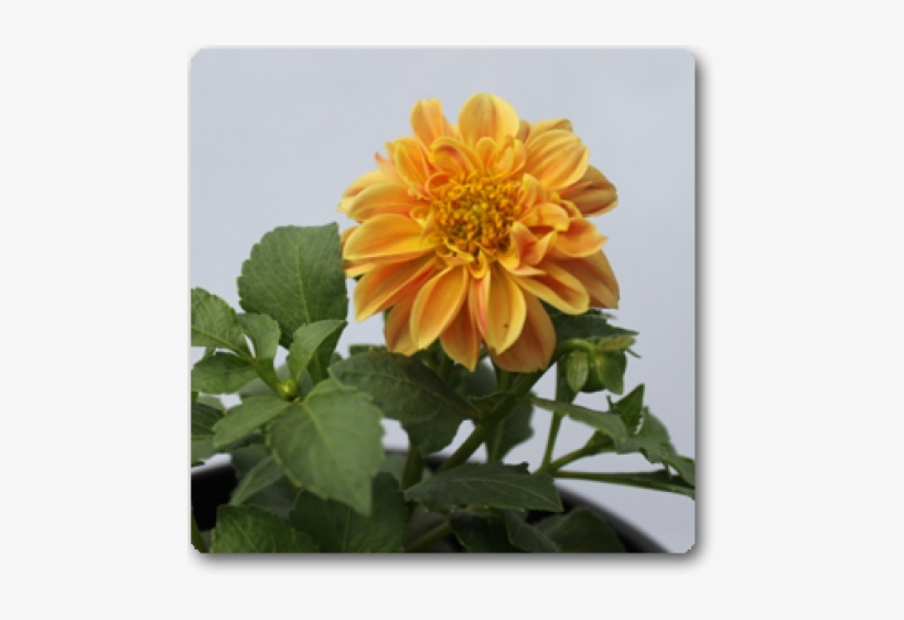 Dahlia, transparent png download