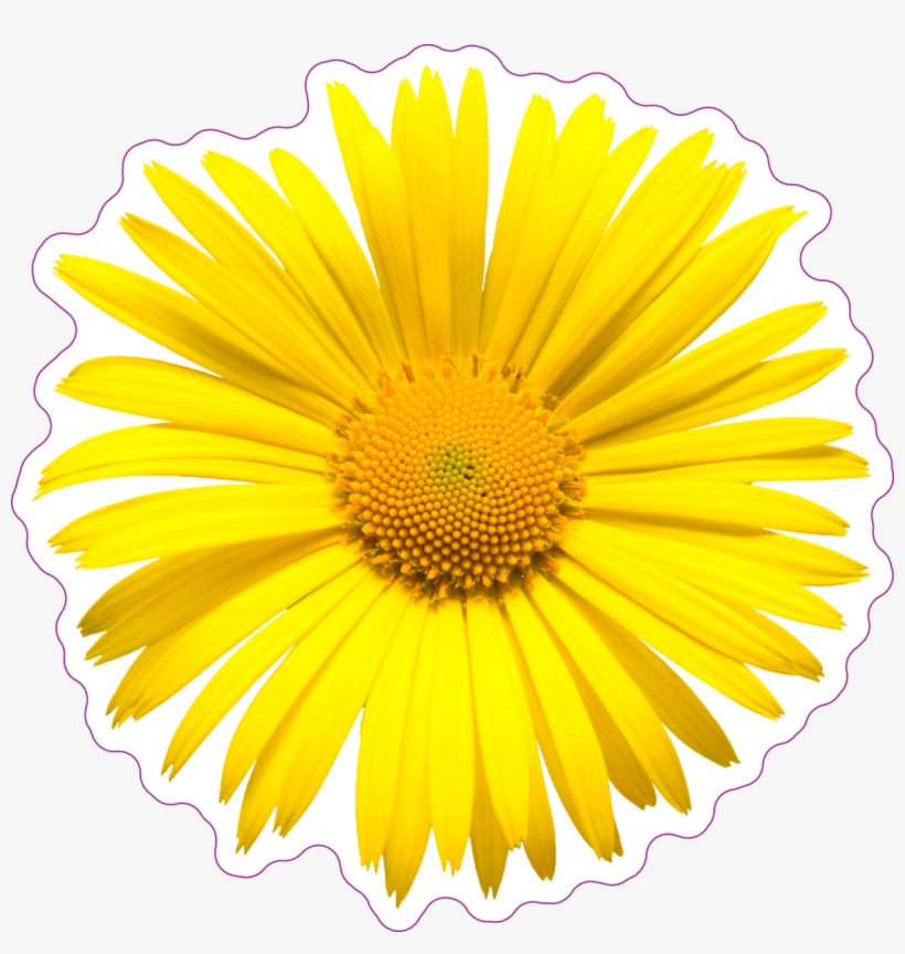 Yellow Daisy Top View Sticker - Stock Photography, transparent png download