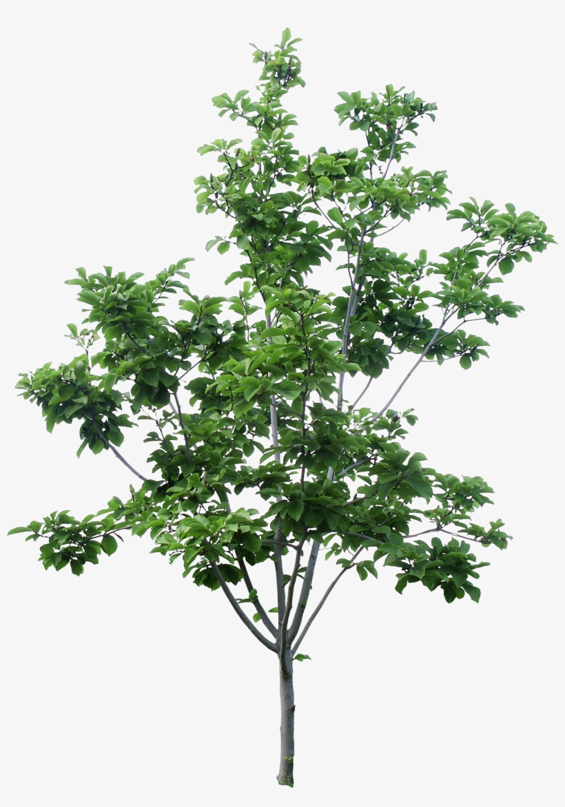 Transparent Top View Trees Plans - 500 万 円 住宅, transparent png download