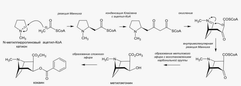 Cocaine Biosynthesis Ru - Biosynthesis Cocaine, transparent png download