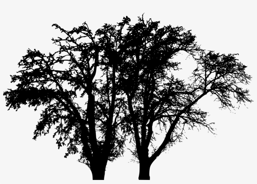 Download Png - Arbol Sin Hojas Invierno Png, transparent png download
