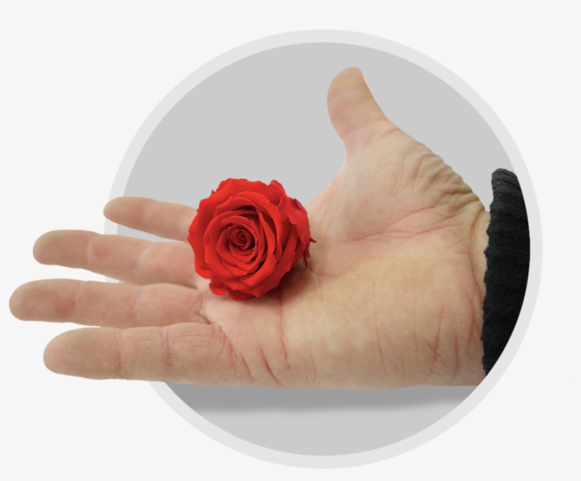 Handle And Care - Garden Roses, transparent png download