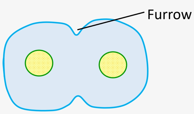 Furrow In Animal Cell - Circle, transparent png download