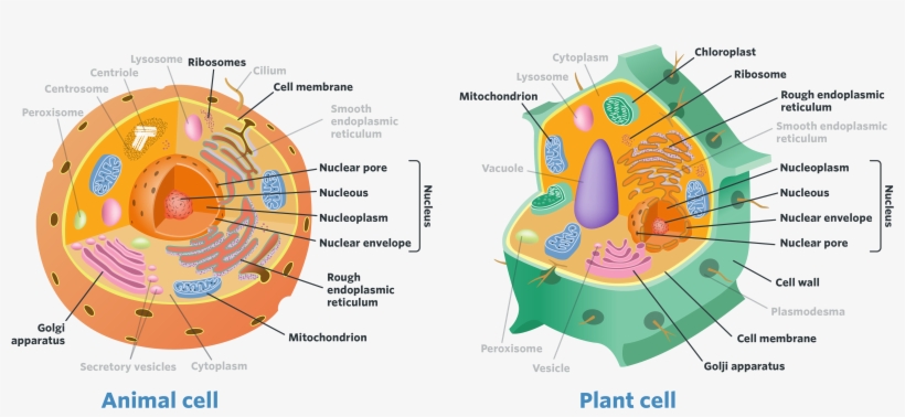 Circle, transparent png download