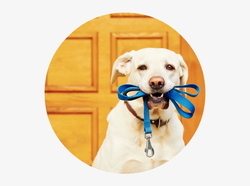 847 X 565 7 - Dog Walker Facebook Ad, transparent png download
