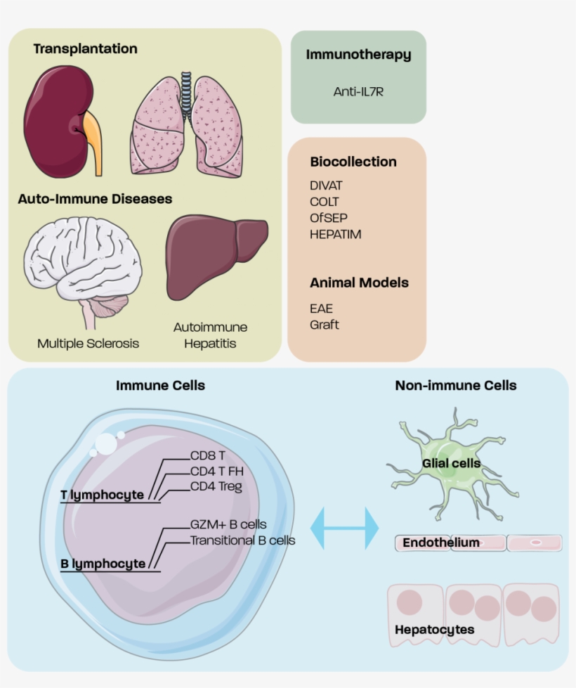 Description - Diagram, transparent png download